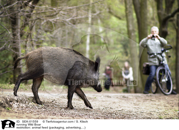 rennendes Wildschwein / running Wild Boar / SEK-01559