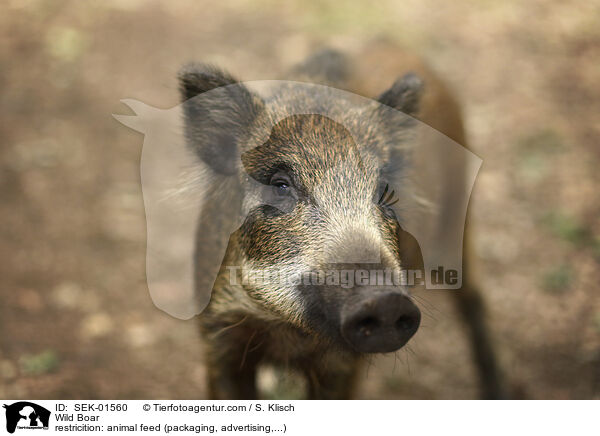 Wildschwein / Wild Boar / SEK-01560