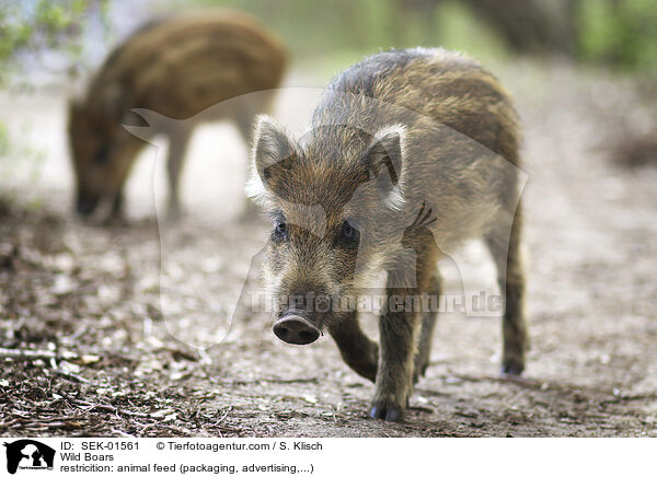 Wildschweine / Wild Boars / SEK-01561