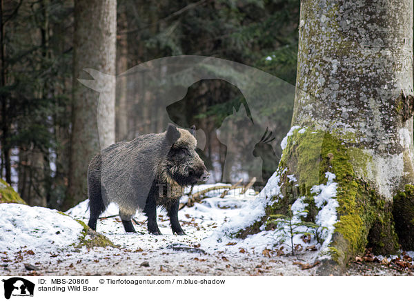 standing Wild Boar / MBS-20866