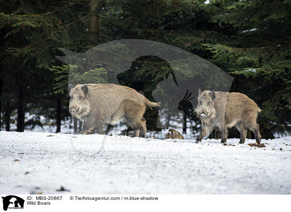 Wild Boars / MBS-20867