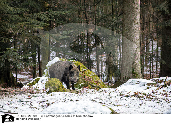 standing Wild Boar / MBS-20869