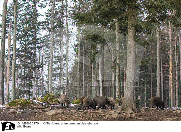 Wild Boars / MBS-20870