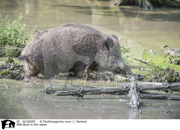 Wildschwein im Wasser / Wild Boar in the water / IG-02655