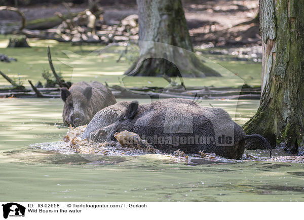 Wildschweine im Wasser / Wild Boars in the water / IG-02658