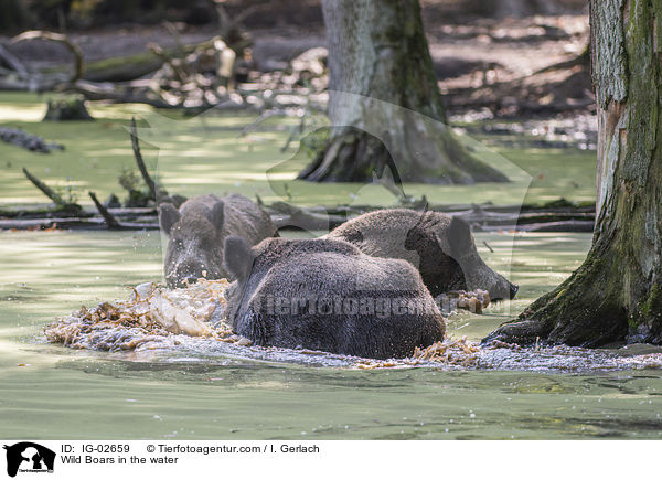 Wildschweine im Wasser / Wild Boars in the water / IG-02659