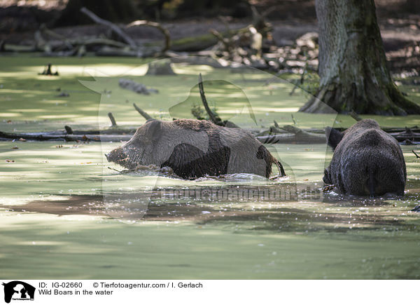 Wildschweine im Wasser / Wild Boars in the water / IG-02660