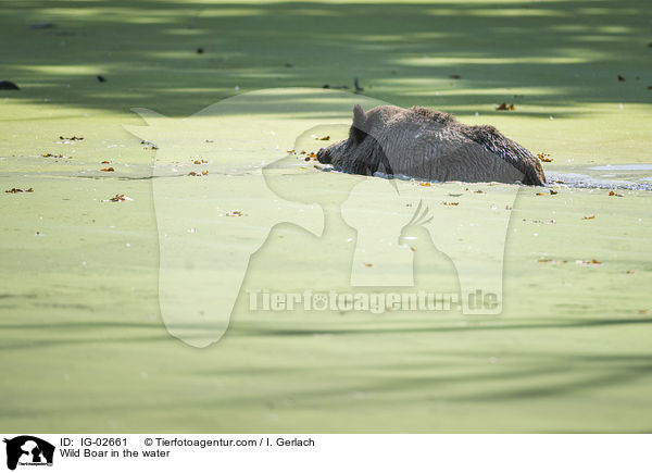 Wildschwein im Wasser / Wild Boar in the water / IG-02661