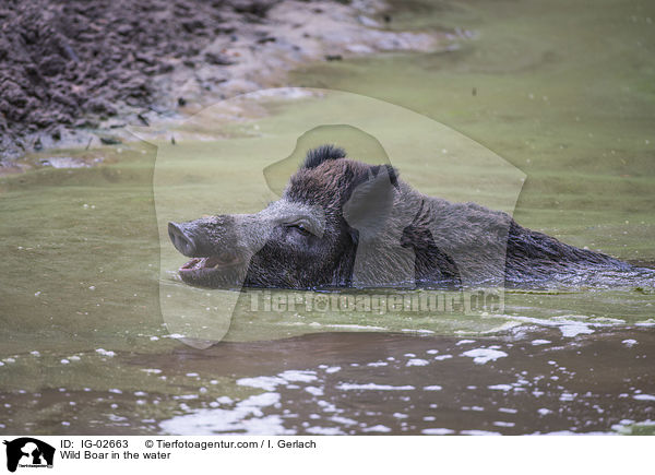 Wildschwein im Wasser / Wild Boar in the water / IG-02663