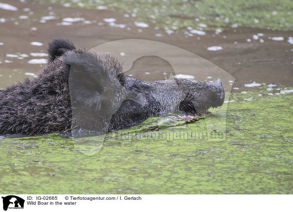 Wildschwein im Wasser / Wild Boar in the water / IG-02665