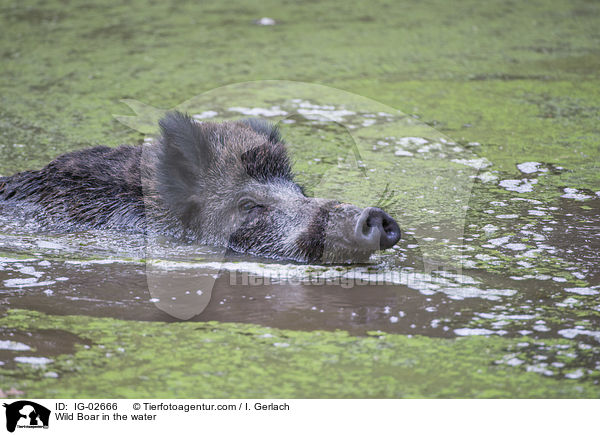 Wildschwein im Wasser / Wild Boar in the water / IG-02666