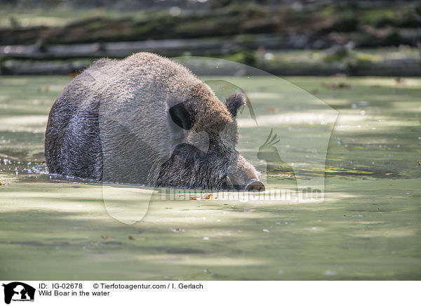 Wildschwein im Wasser / Wild Boar in the water / IG-02678