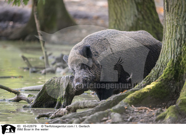 Wildschwein im Wasser / Wild Boar in the water / IG-02679