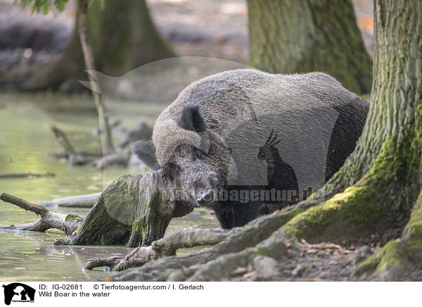 Wildschwein im Wasser / Wild Boar in the water / IG-02681