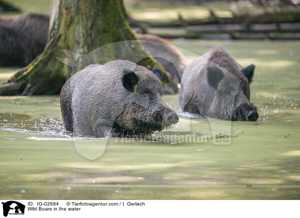 Wildschweine im Wasser / Wild Boars in the water / IG-02684