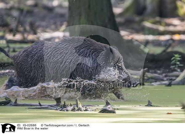 Wildschwein im Wasser / Wild Boar in the water / IG-02686