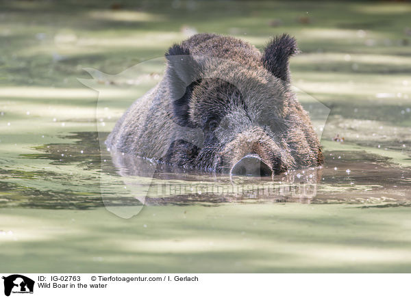 Wild Boar in the water / IG-02763