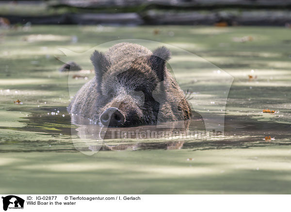 Wildschwein im Wasser / Wild Boar in the water / IG-02877
