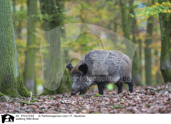 laufendes Wildschwein / walking Wild Boar / FH-01455
