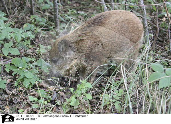 junges Wildschwein / young wild boar / FF-10994