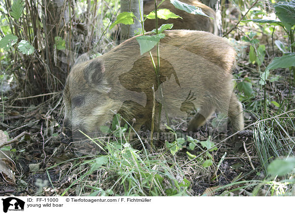 junges Wildschwein / young wild boar / FF-11000