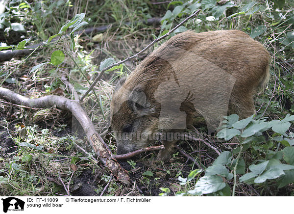 young wild boar / FF-11009