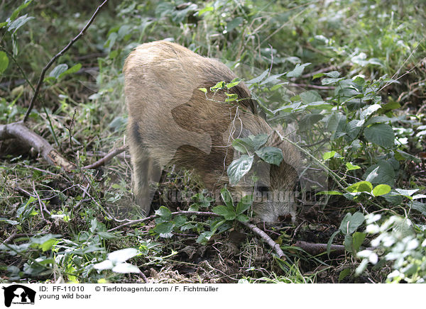 junges Wildschwein / young wild boar / FF-11010