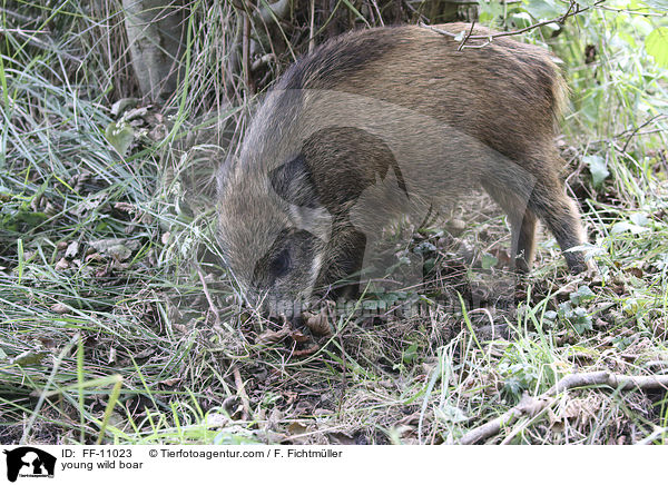 junges Wildschwein / young wild boar / FF-11023