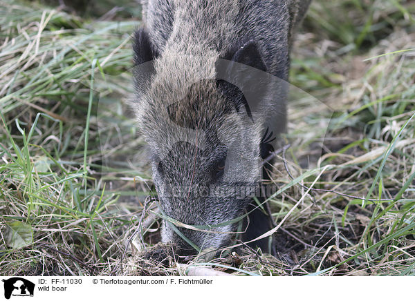 Wildschwein / wild boar / FF-11030