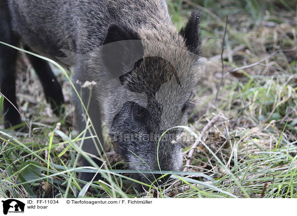 Wildschwein / wild boar / FF-11034