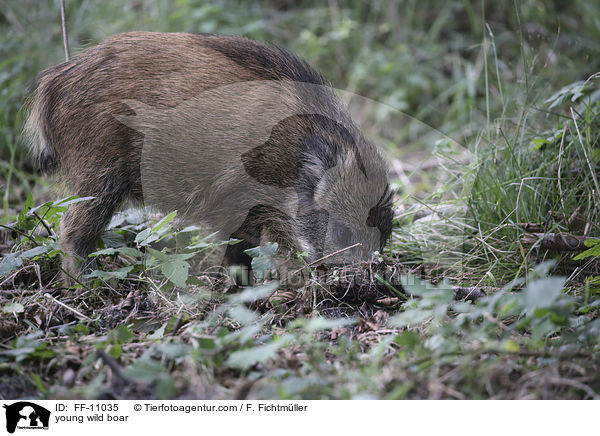 junges Wildschwein / young wild boar / FF-11035
