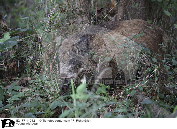 junges Wildschwein / young wild boar / FF-11042