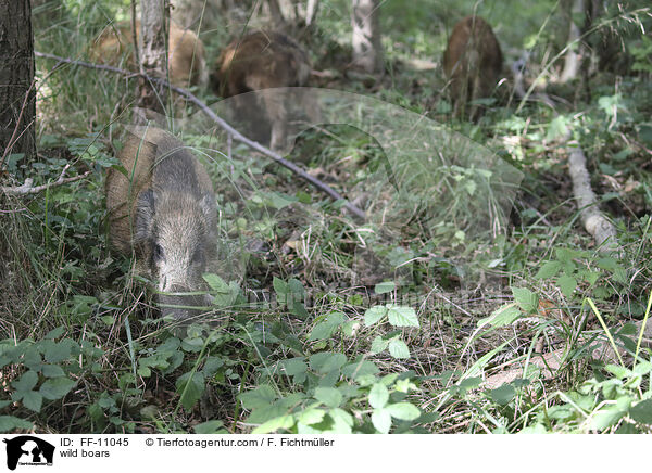 Wildschweine / wild boars / FF-11045