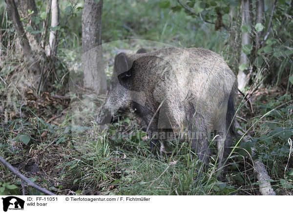 Wildschwein / wild boar / FF-11051