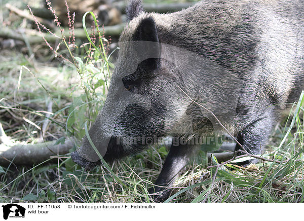 wild boar / FF-11058