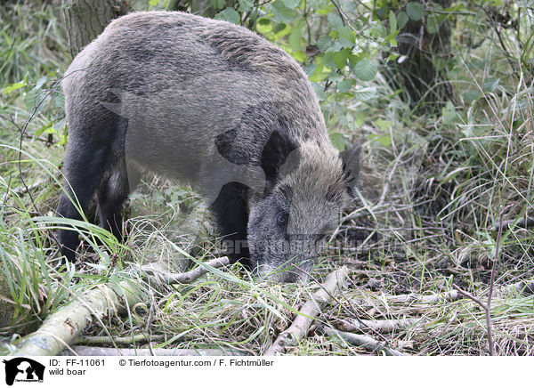 Wildschwein / wild boar / FF-11061