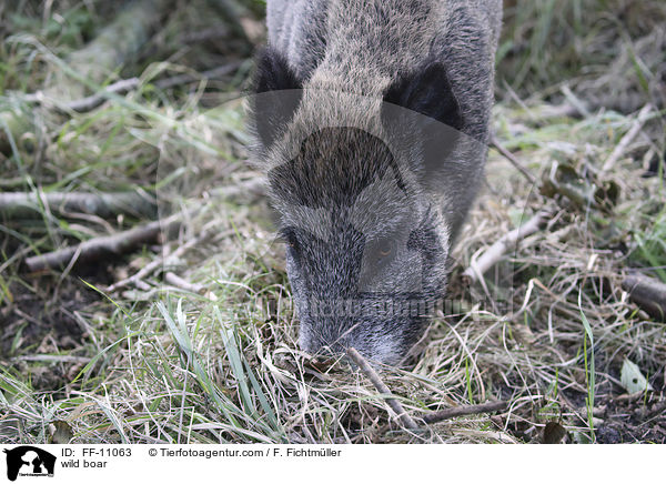 wild boar / FF-11063