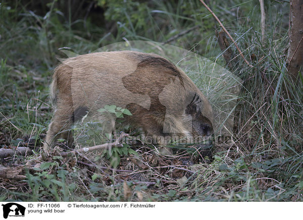 young wild boar / FF-11066