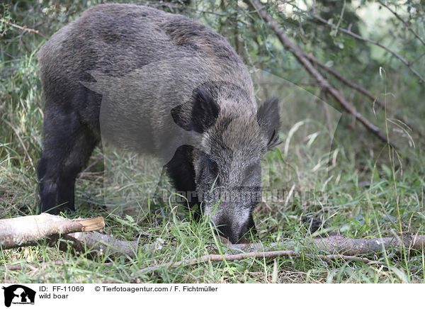 Wildschwein / wild boar / FF-11069