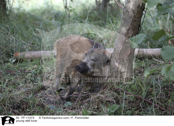 junges Wildschwein / young wild boar / FF-11072
