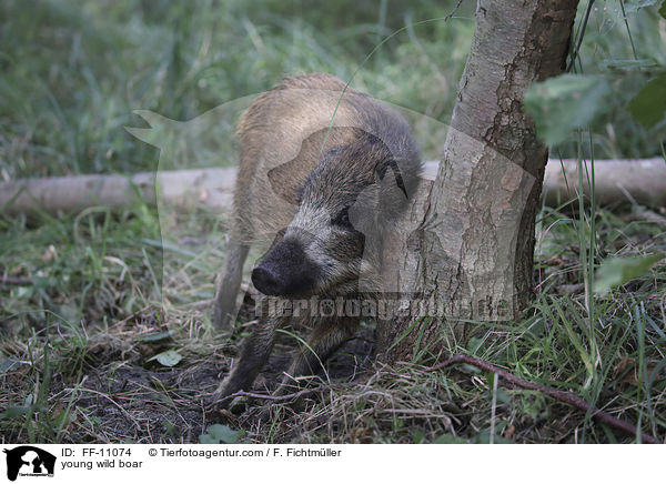young wild boar / FF-11074