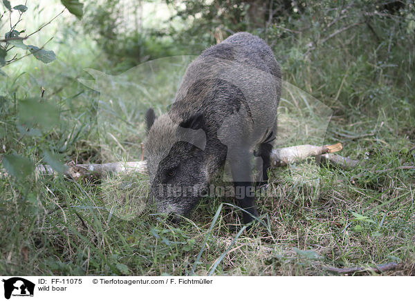 wild boar / FF-11075