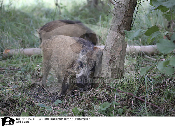wild boars / FF-11076