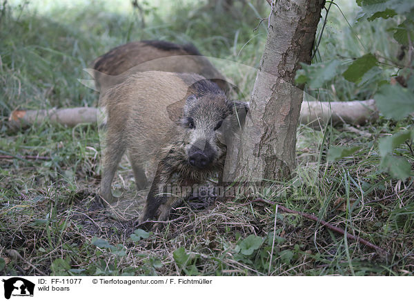 Wildschweine / wild boars / FF-11077