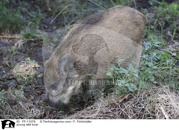 young wild boar / FF-11079