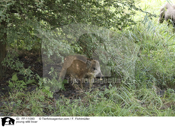 junges Wildschwein / young wild boar / FF-11080