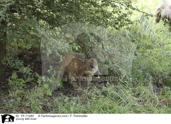 young wild boar / FF-11080