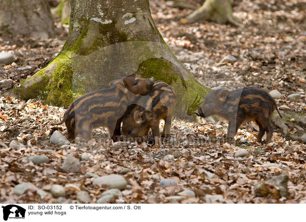 junge Wildschweine / young wild hogs / SO-03152