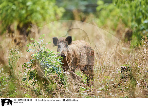 wildboar / DMS-09330