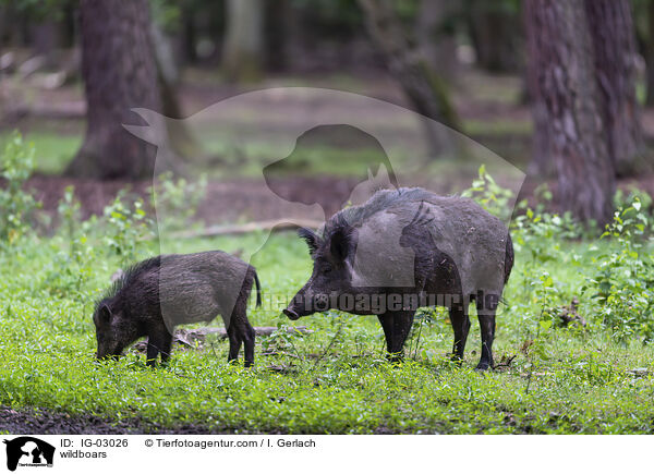 Wildschweine / wildboars / IG-03026